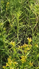 Euthamia gymnospermoides