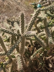 Cylindropuntia