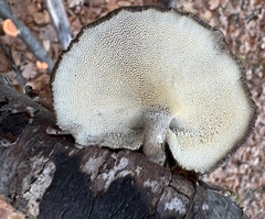 Lentinus