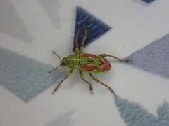 Coniatus tamarisci