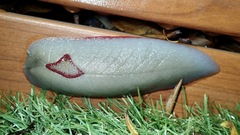 Triboniophorus graeffei