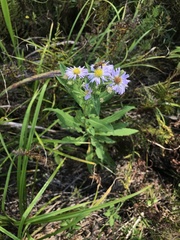 Symphyotrichum elliottii