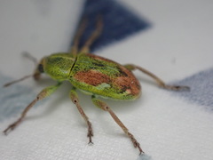 Coniatus tamarisci