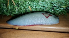 Triboniophorus graeffei