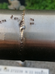 Dolichoderus thoracicus