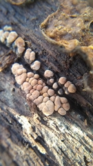 Xylobolus frustulatus