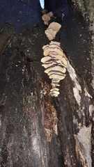 Pleurotus ostreatus
