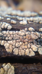 Xylobolus frustulatus