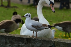 Chroicocephalus ridibundus