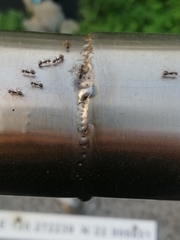 Dolichoderus thoracicus