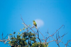 Eupsittula nana