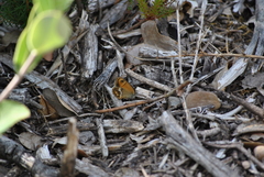 Coenonympha dorus