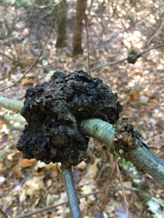 Callirhytis quercuspunctata