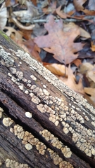 Xylobolus frustulatus