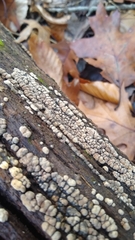 Xylobolus frustulatus