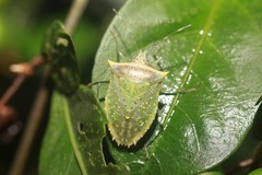 Arvelius albopunctatus