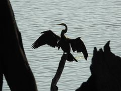 Anhinga melanogaster