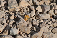 Coenonympha dorus