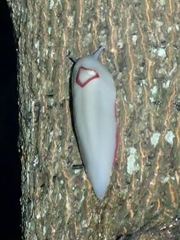 Triboniophorus graeffei