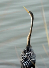 Anhinga melanogaster