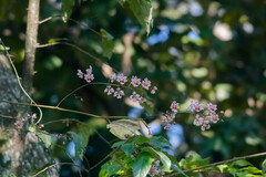 Trichocentrum andrewsiae