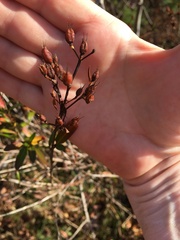 Rhododendron viscosum