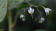 Solanum lyratum