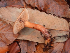 Lactarius aurantiacus