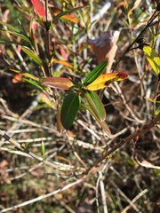 Rhododendron viscosum