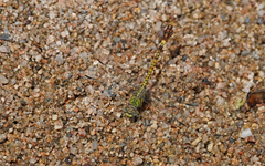 Paragomphus genei