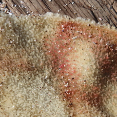 Chondracanthus