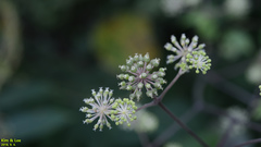 Aralia continentalis