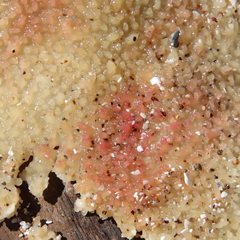 Chondracanthus
