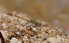 Paragomphus genei