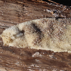 Chondracanthus