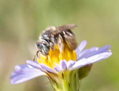 Anthophorula