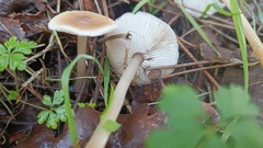 Agaricales