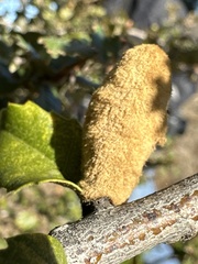 Heteroecus melanoderma