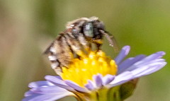 Anthophorula