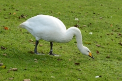Cygnus cygnus