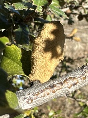 Heteroecus melanoderma