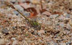Paragomphus genei
