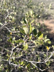 Quercus berberidifolia