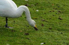 Cygnus cygnus