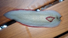 Triboniophorus graeffei