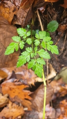 Chaerophyllum procumbens