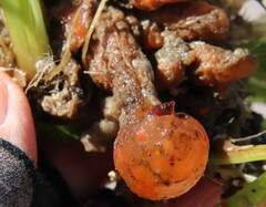Aplidium californicum