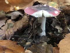 Russula atropurpurea