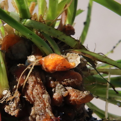 Aplidium californicum