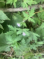 Geranium bicknellii